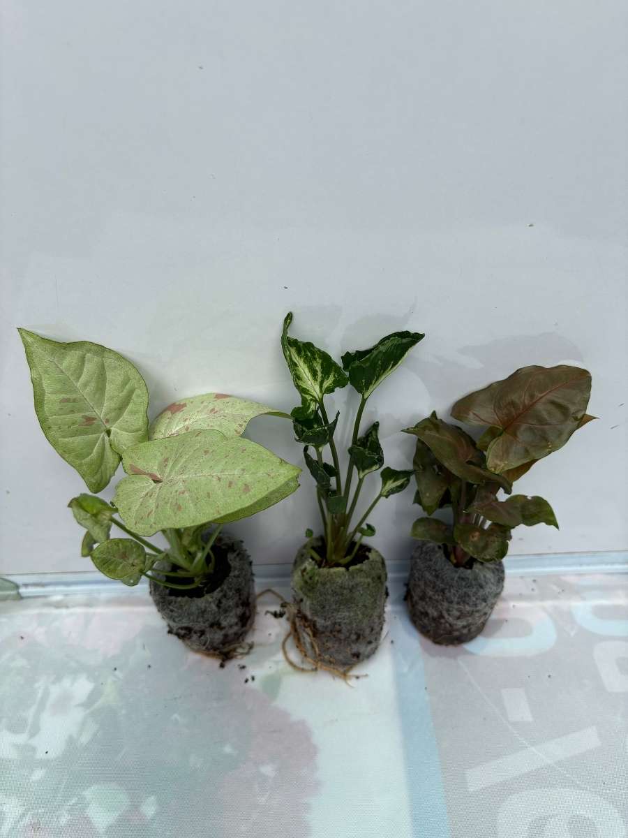 3 Rare Syngonium Combo 555 ( Milk Confetti, Godzilla, Bronze) Tissue Culture Plants in Jiffy Bags ) - Image 3