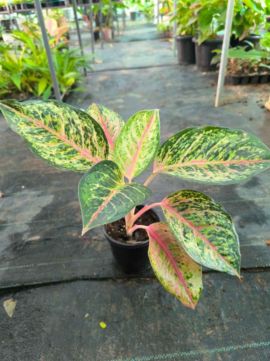 Aglaonema 10 Karat Medium Size Plant Without Pot - Image 3