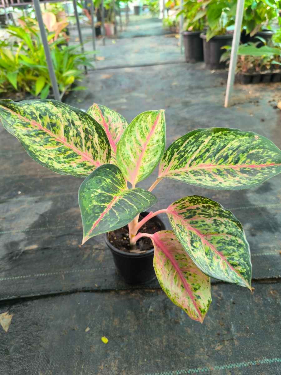 Aglaonema 10 Karat Medium Size Plant Without Pot - Image 4