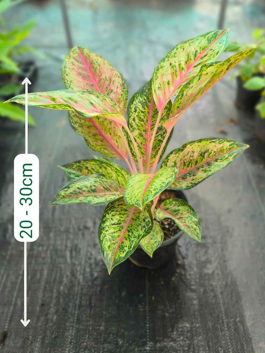 Aglaonema 10 Karat Mother Plant Without Pot - Image 3