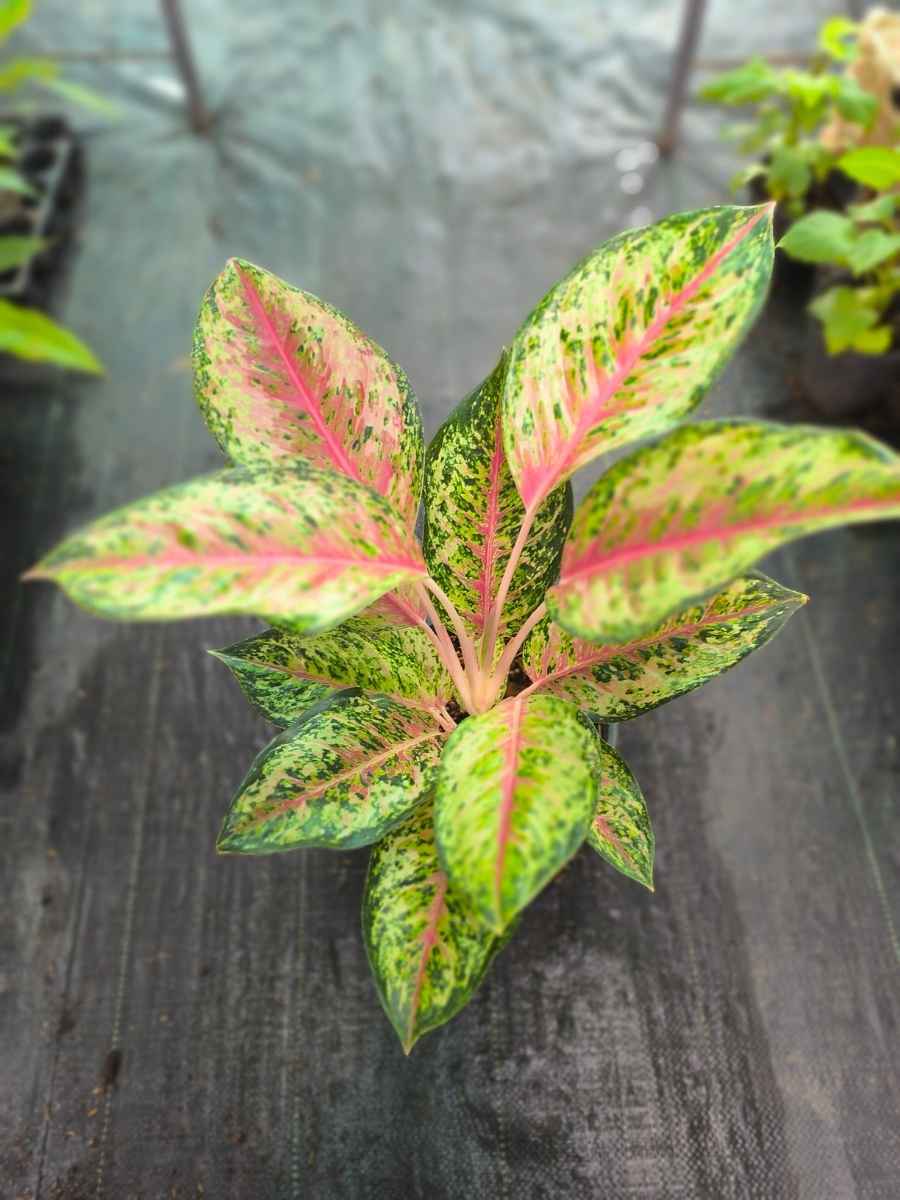 Aglaonema 10 Karat Mother Plant Without Pot - Image 4