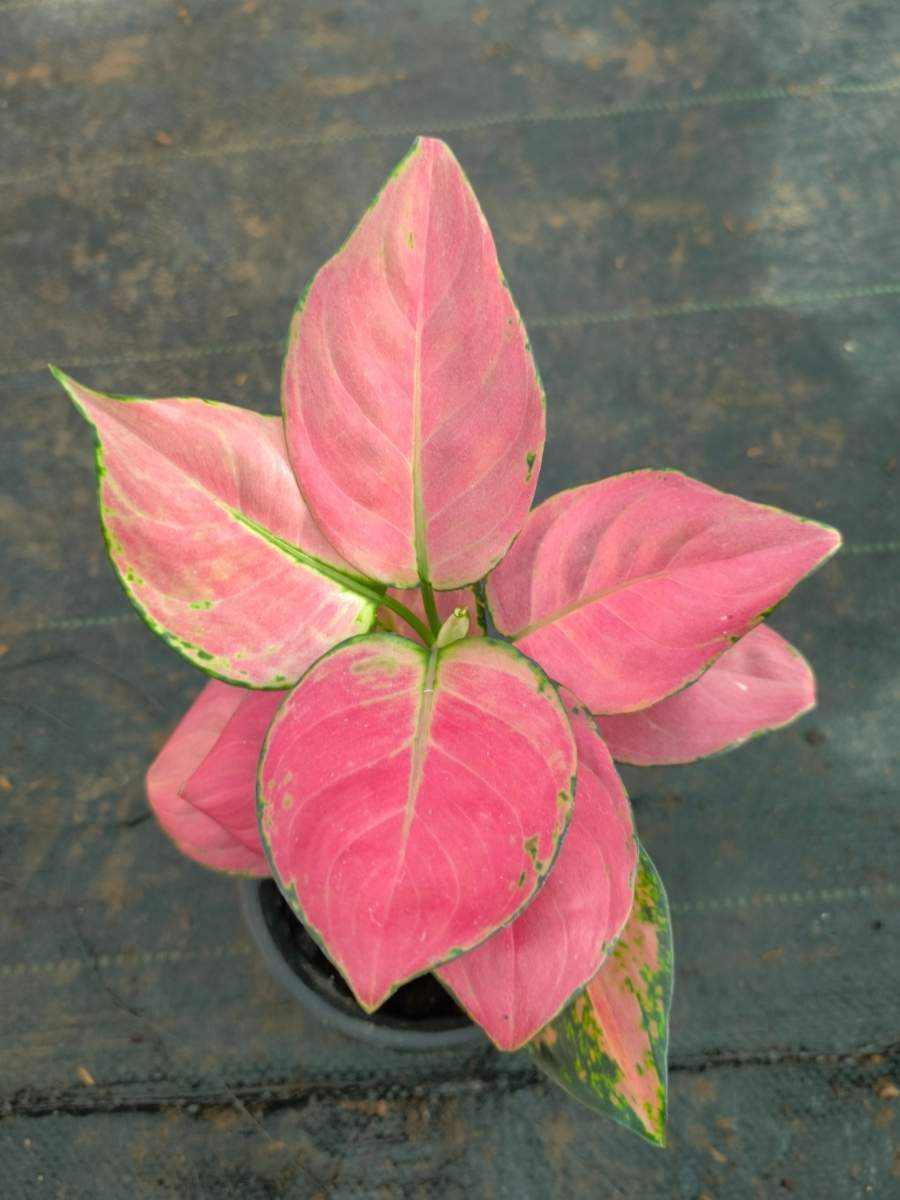 Aglaonema Auspicious Red Medium Size Plant Without Pot - Image 3