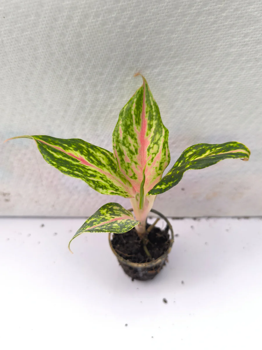 Aglaonema Butterfly Small Plant in Netpot - Image 3