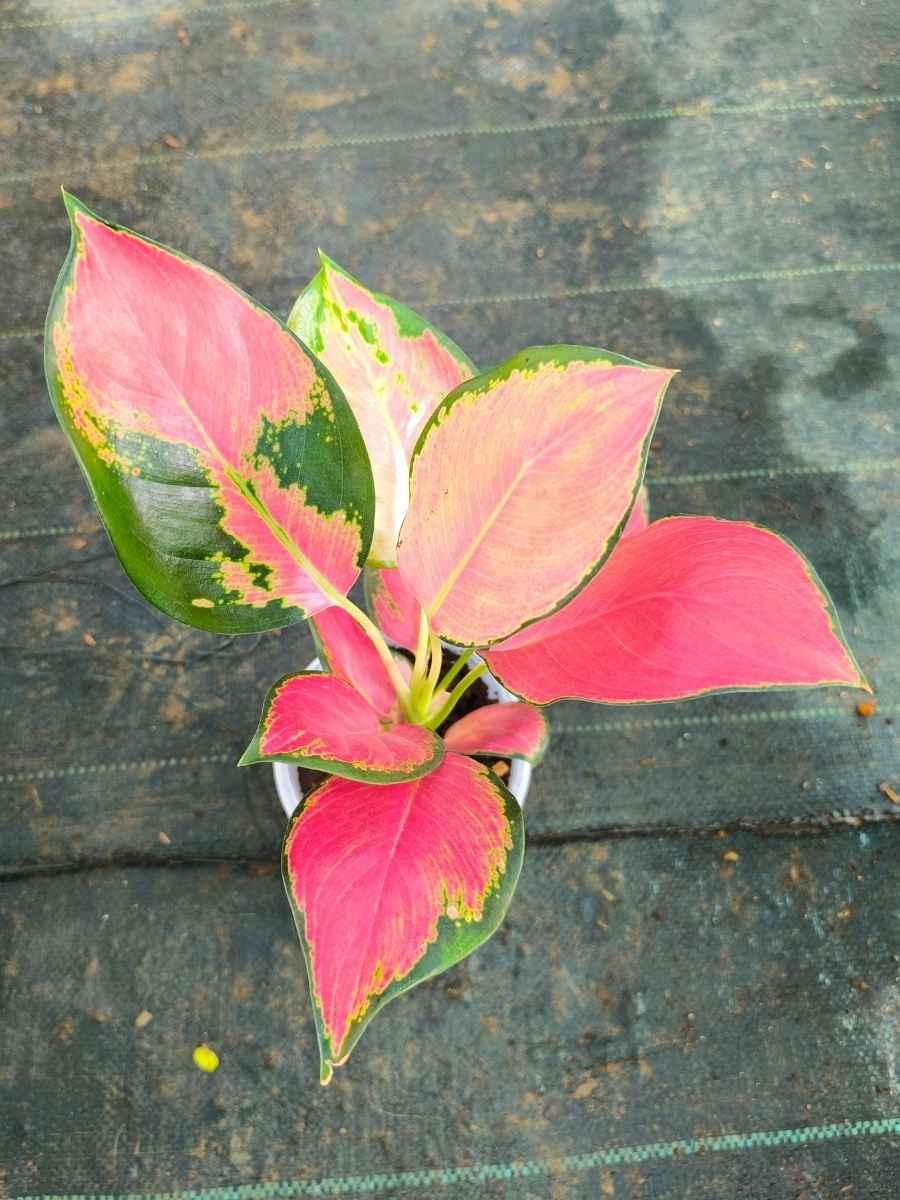Aglaonema China Red Medium Size Plant Without Pot - Image 4