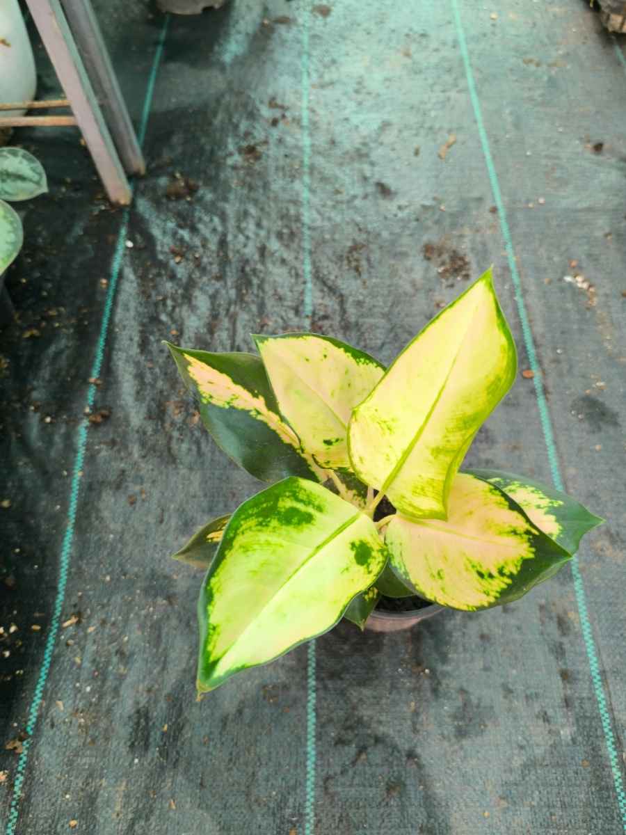 Aglaonema Cochin Escada Medium Size Plant Without Pot - Image 3