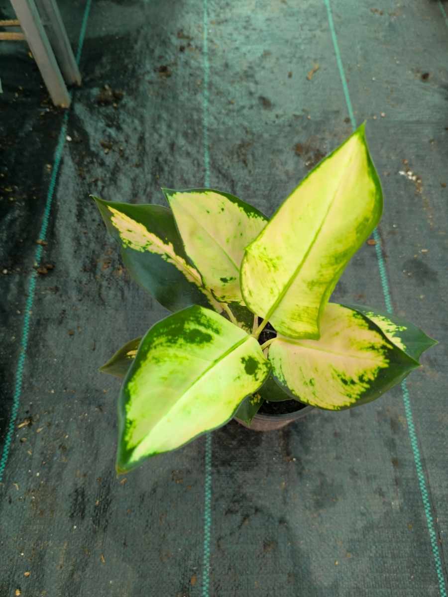Aglaonema Cochin Escada Medium Size Plant Without Pot - Image 4
