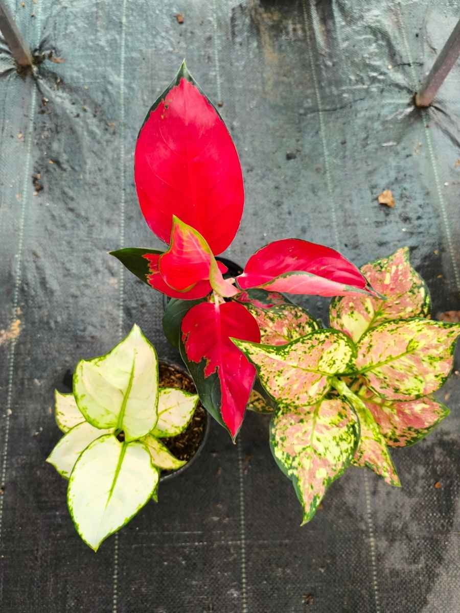 Aglaonema Combo 1199 Medium to large Tri Color, Thailand Red, Super White Without Pot - Image 3