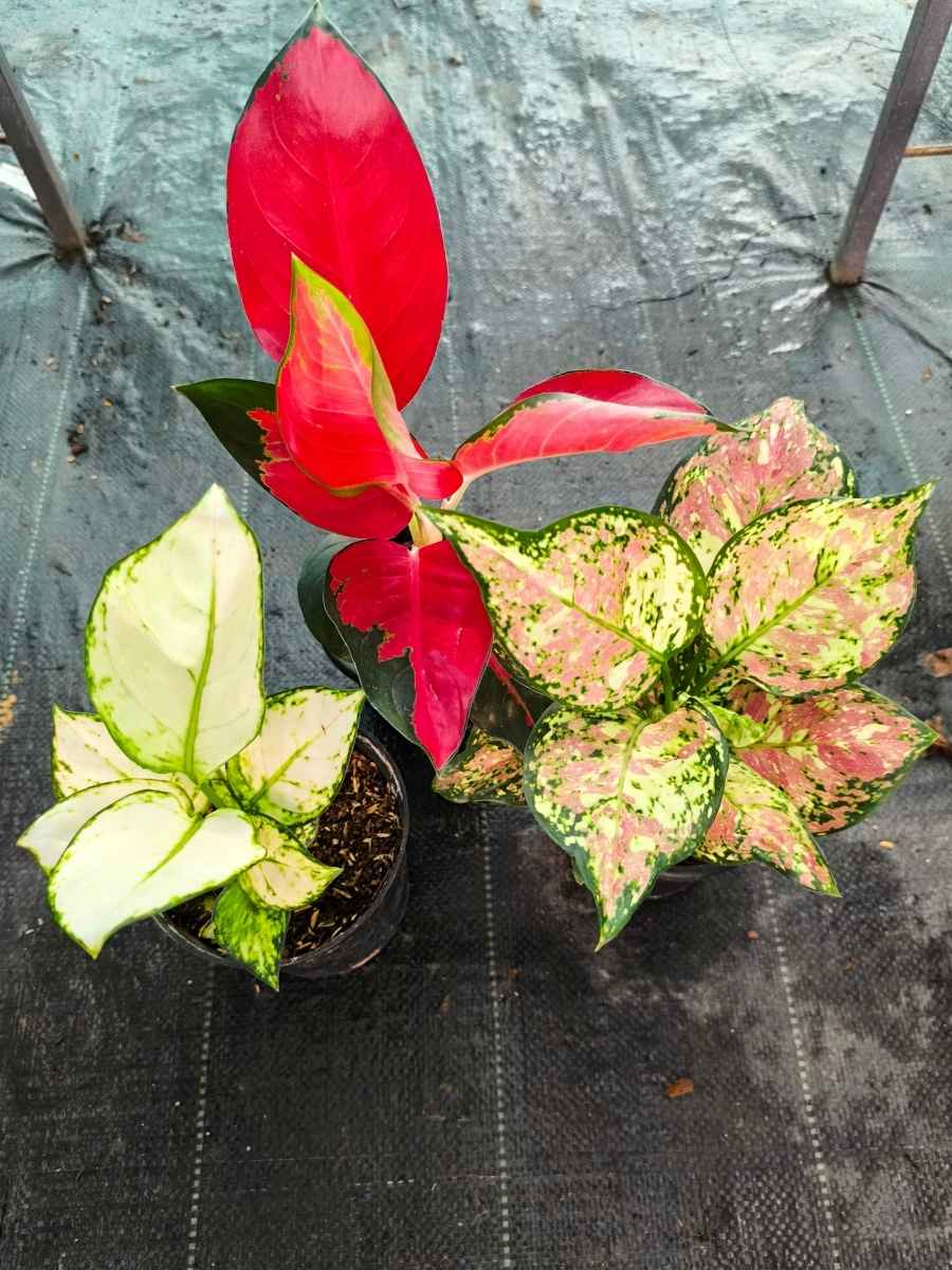 Aglaonema Combo 1199 Medium to large Tri Color, Thailand Red, Super White Without Pot - Image 4