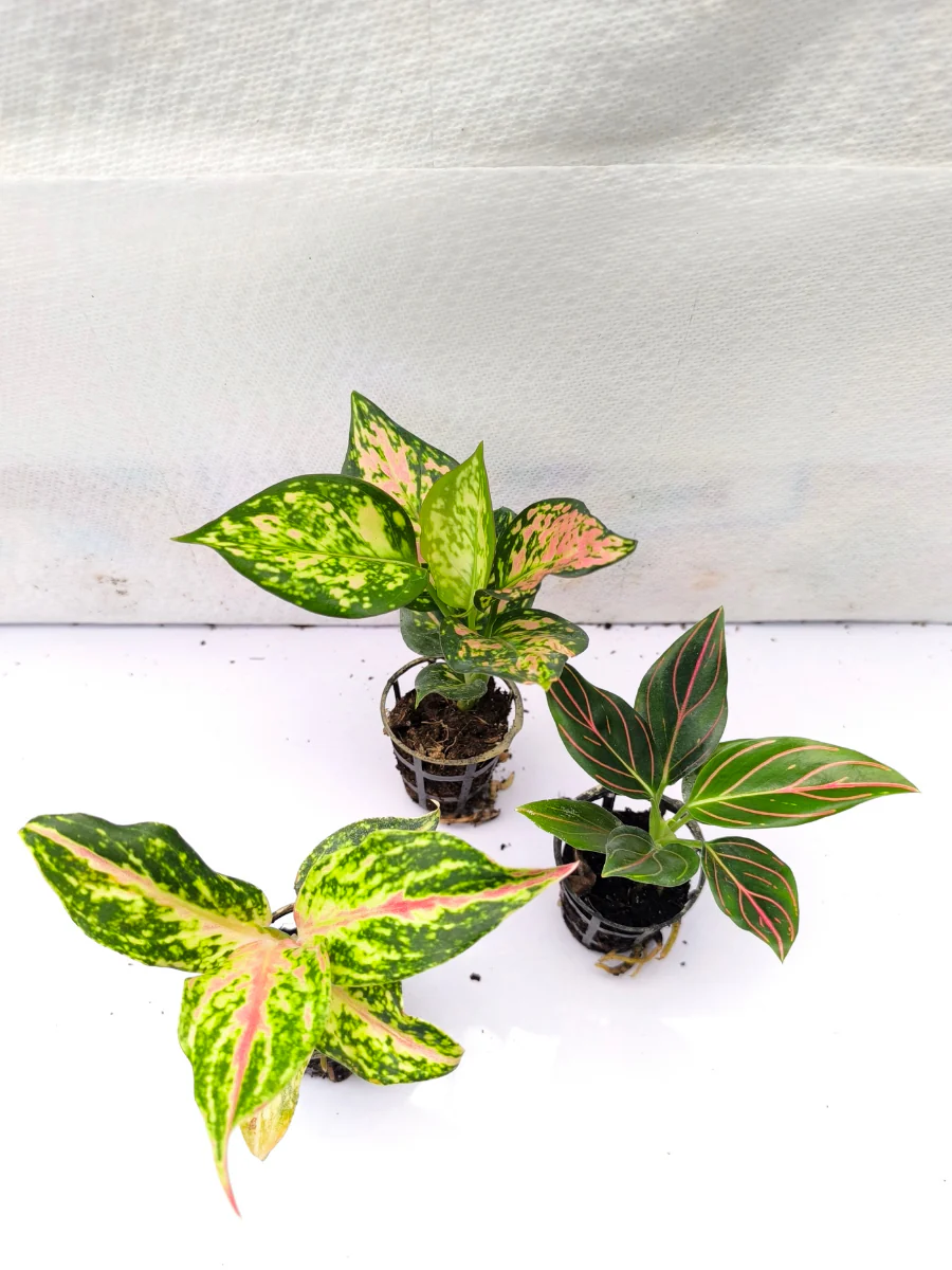 Aglaonema Combo 499 Rotundum Vein, Butterfly, Pink Valentine small plants in Net pot - Image 3