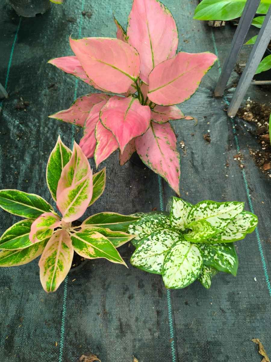 Aglaonema Combo 987 Medium Size Pink Sword, Pink Aurora, Anjamani White Without Pot - Image 3
