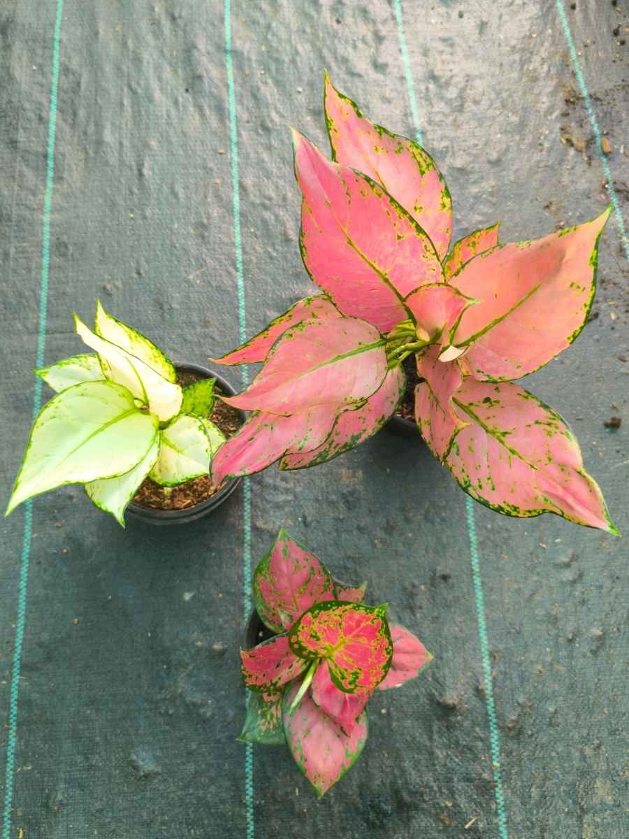 Aglaonema Combo 999 Medium Size Pink Sword, Super White, Red Beauty Without Pot - Image 3