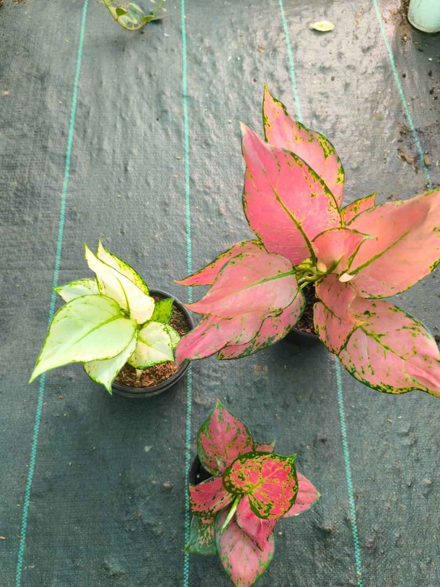 Aglaonema Combo 999 Medium Size Pink Sword, Super White, Red Beauty Without Pot - Image 4