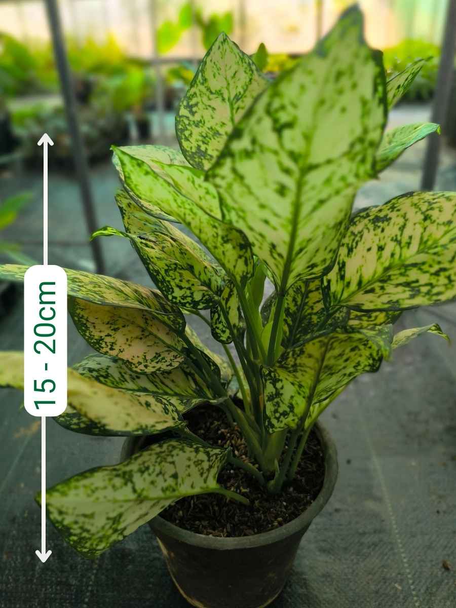 Aglaonema Eileen Pink Medium Size Plant With Multiple Shoots Without Pot - Image 2