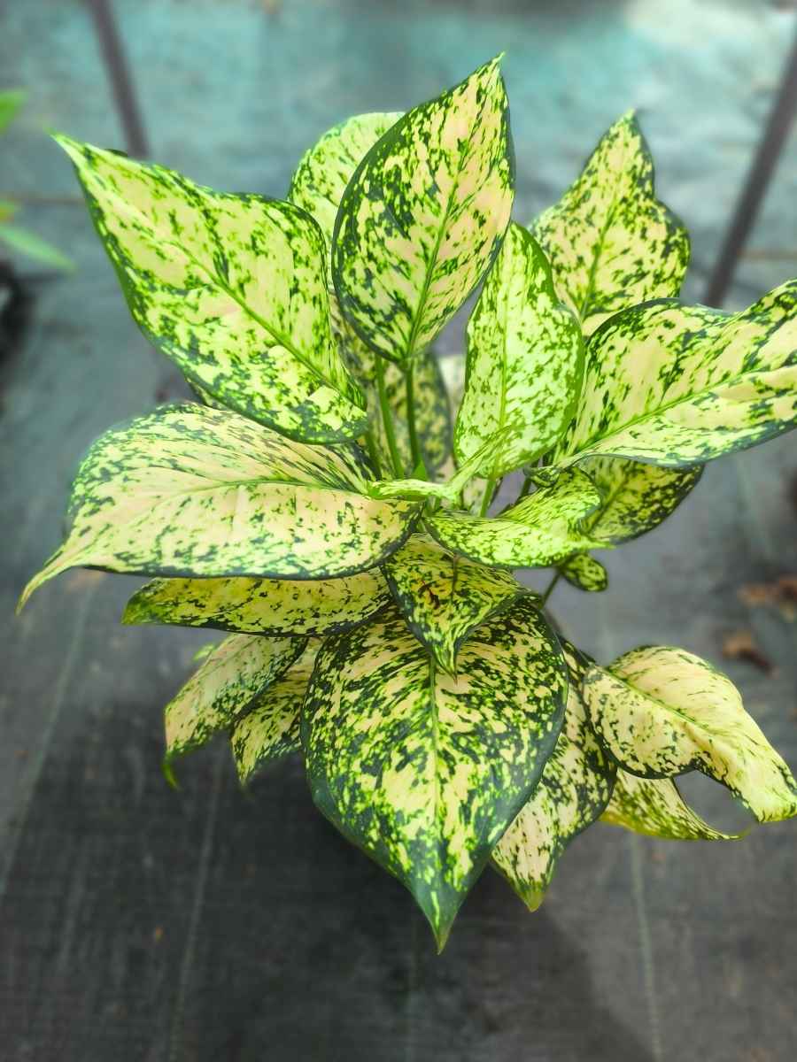 Aglaonema Eileen Pink Medium Size Plant With Multiple Shoots Without Pot - Image 3