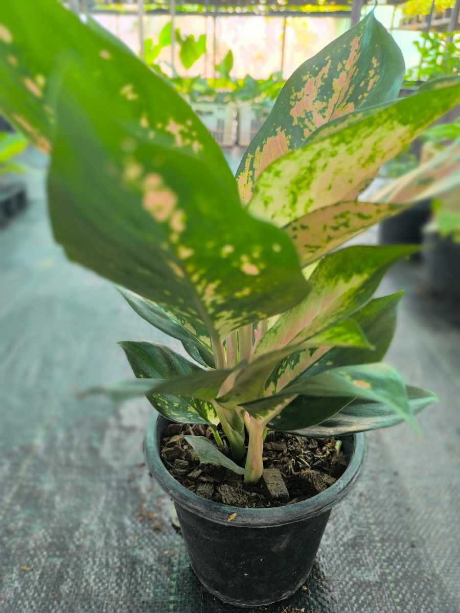 Aglaonema Favonian Bushy Plant With Multiple Shoots Without Pot - Image 2
