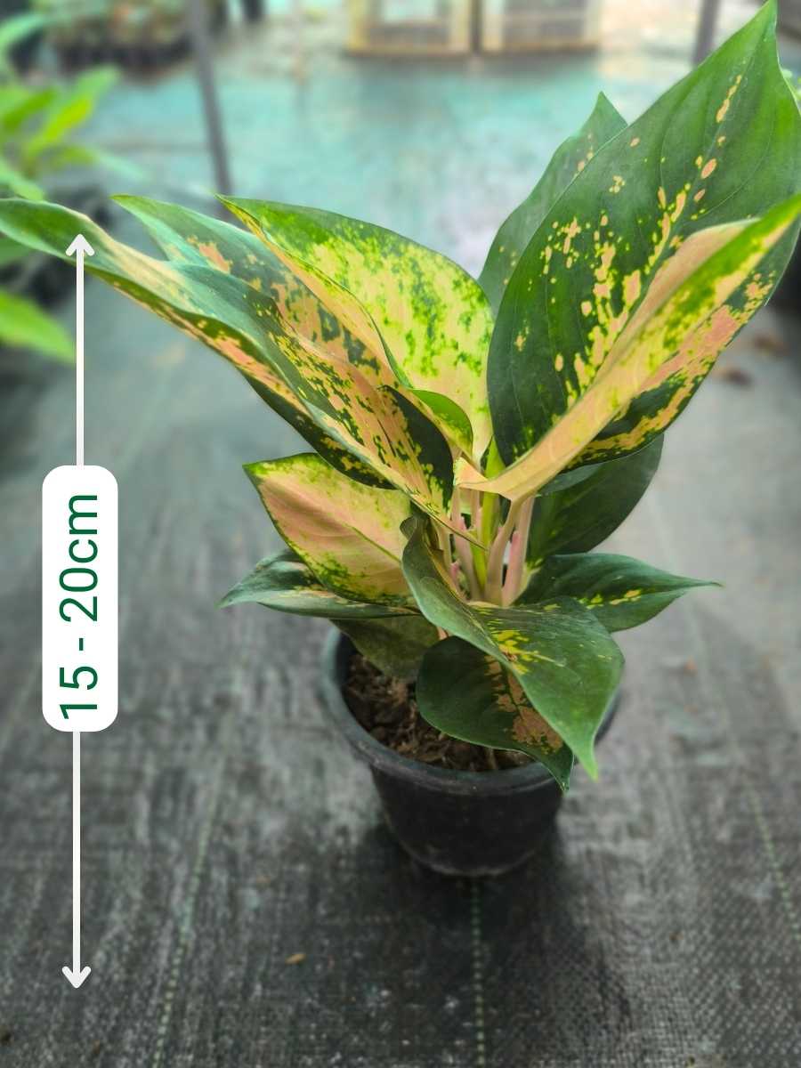 Aglaonema Favonian Bushy Plant With Multiple Shoots Without Pot - Image 3