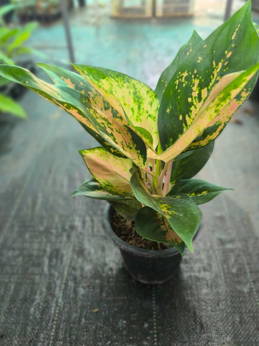Aglaonema Favonian Bushy Plant With Multiple Shoots Without Pot - Image 4