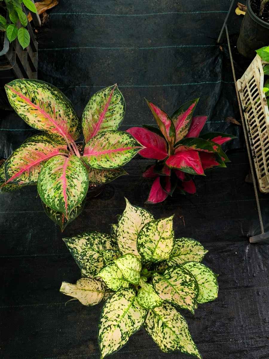 Aglaonema Mother Plant Combo 2222 Thailand Red,Ten Karat, Eileen Pink - Image 3