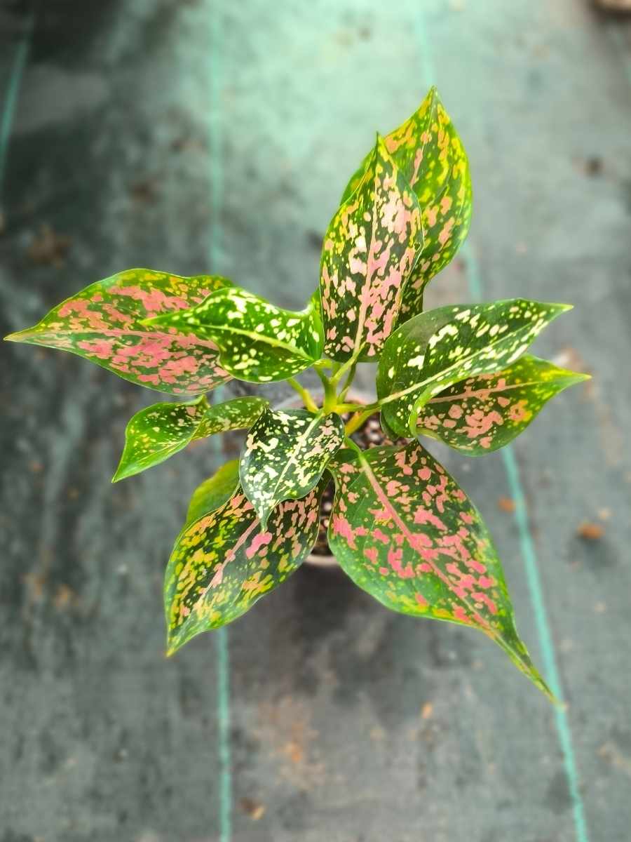 Aglaonema Pink Dalmatian Medium Size Rooted Plant Without Pot - Image 3