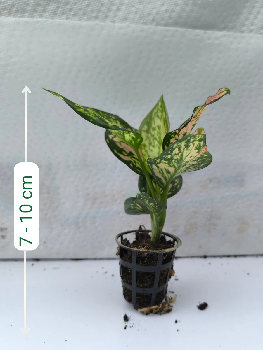 Aglaonema Pink Valentine Small Plant in Net Pot - Image 2
