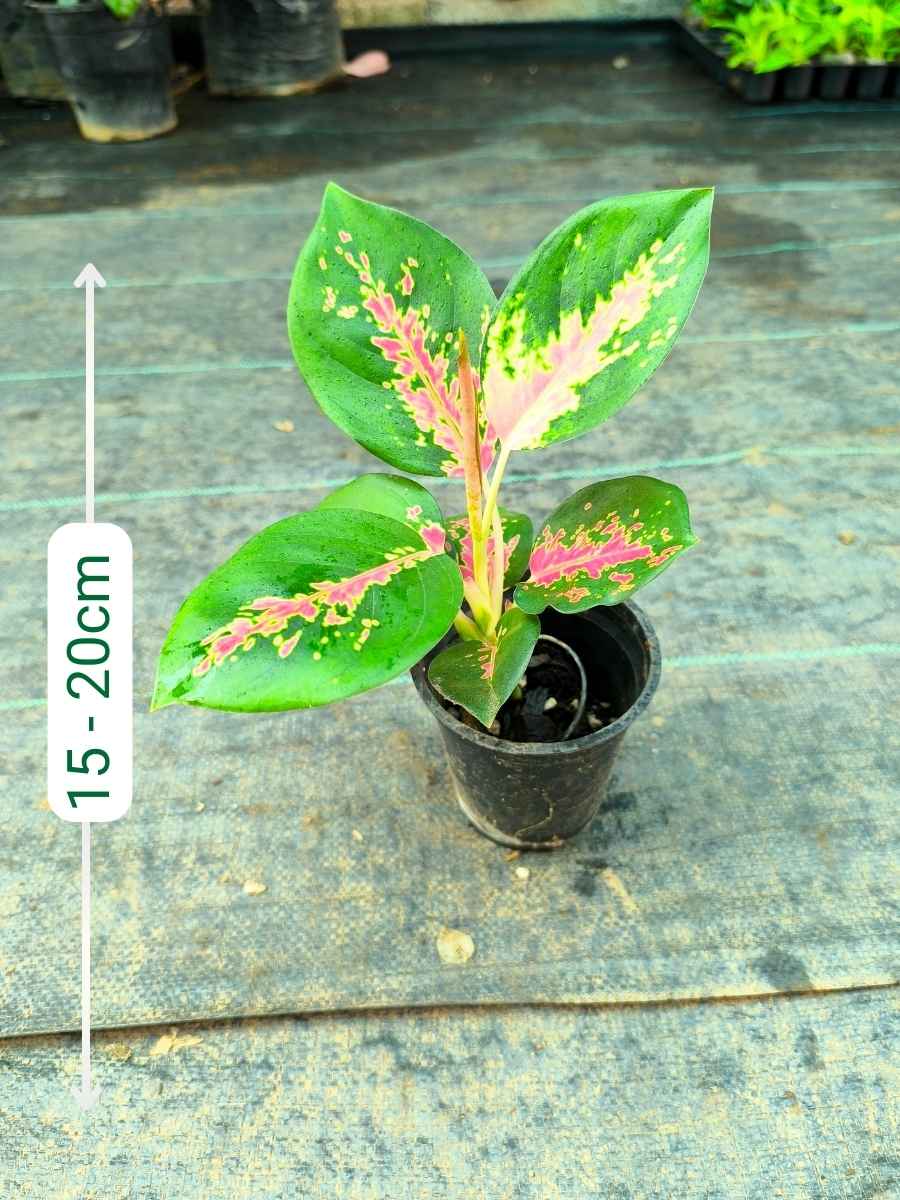 Aglaonema Red Charm Medium Size Rooted Plant Without Pot - Image 2