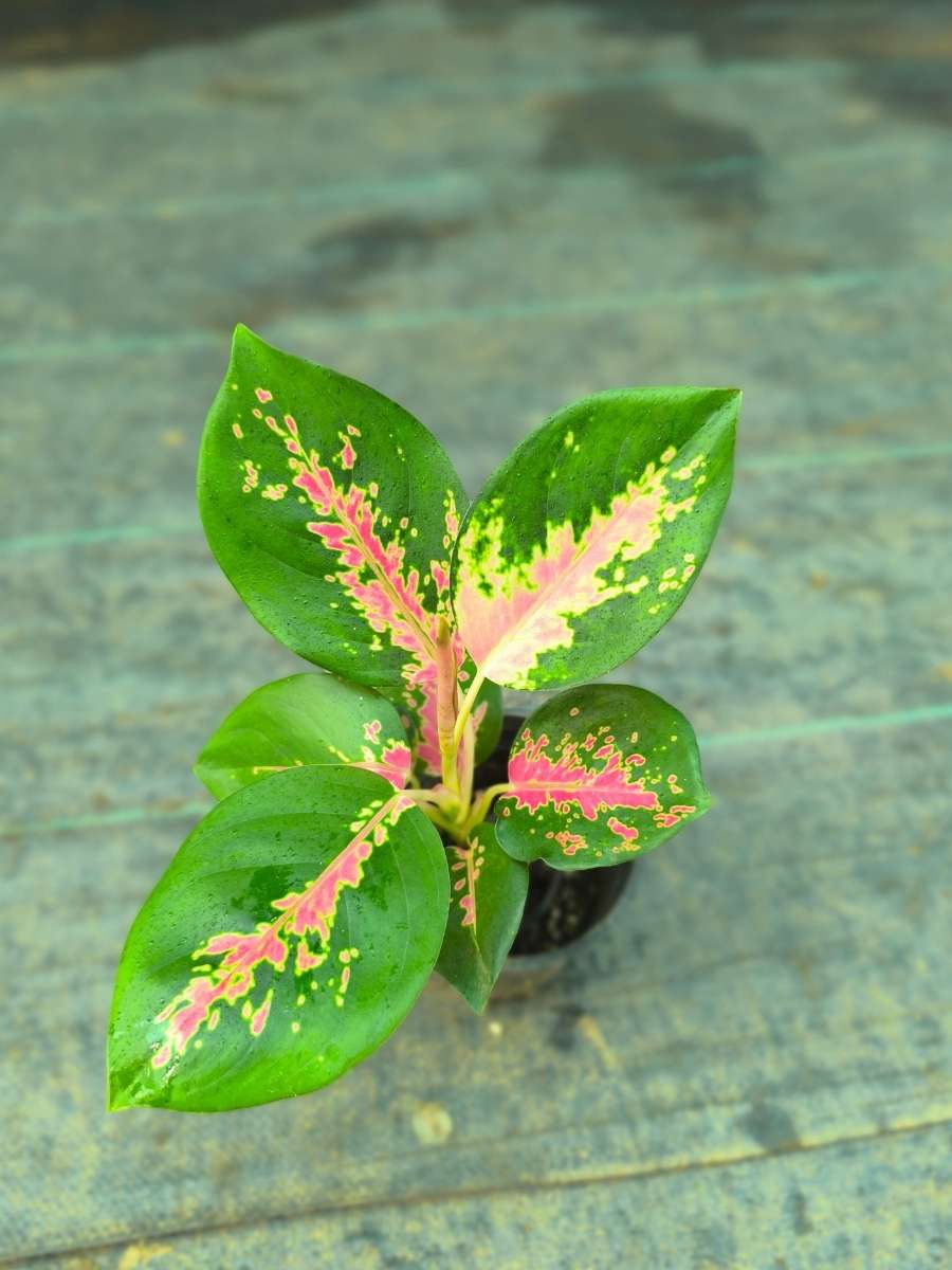Aglaonema Red Charm Medium Size Rooted Plant Without Pot - Image 4