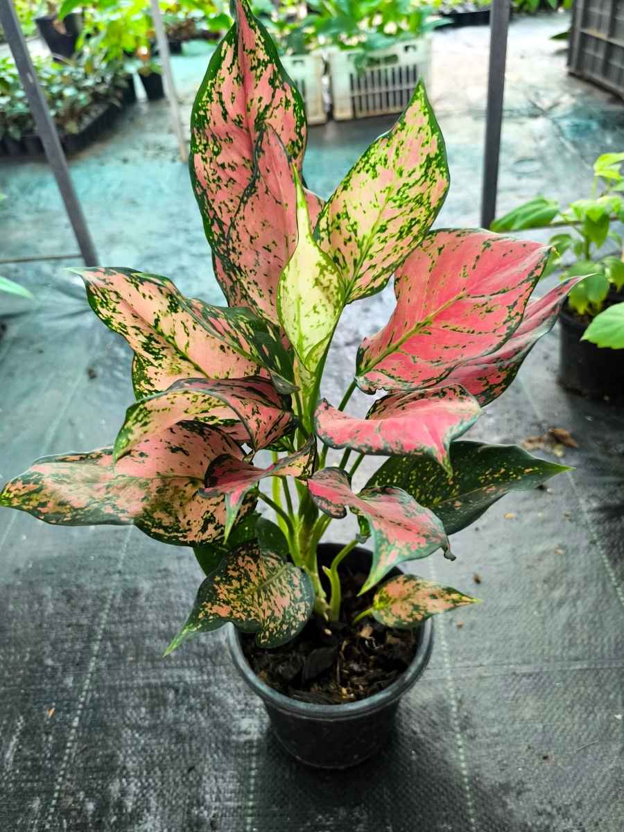 Aglaonema Red Valentine Mother Plant Without Pot - Image 3