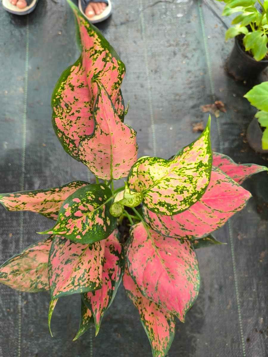 Aglaonema Red Valentine Mother Plant Without Pot - Image 4