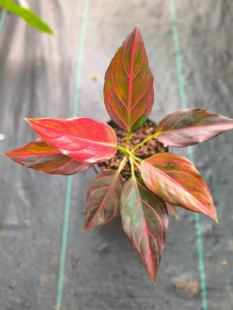 Aglaonema Red Wine Medium Size Rooted Plant Without Pot - Image 2