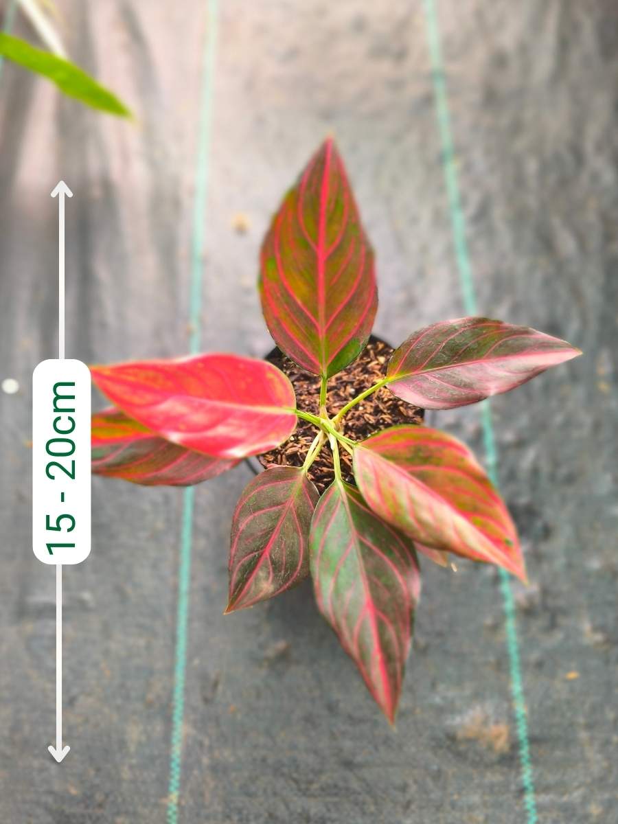 Aglaonema Red Wine Medium Size Rooted Plant Without Pot - Image 3