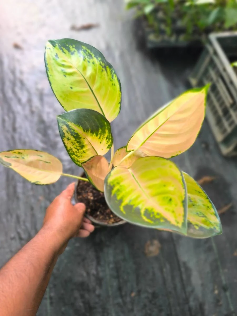 Aglaonema Sultan Brunei Motherplant Without Pot - Image 3