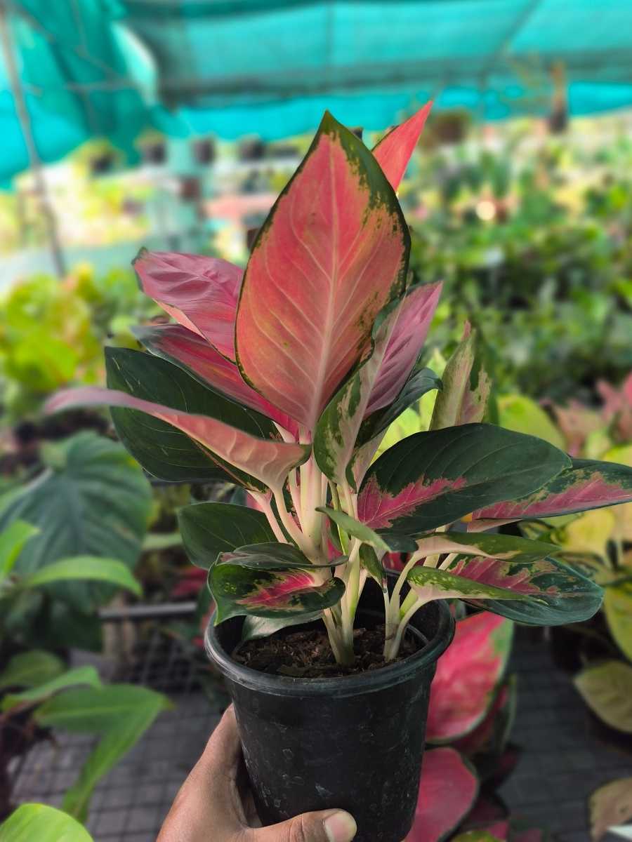 Aglaonema Thailand Red Medium Size Rooted Plant with Multiple shoots Without Pot - Image 2