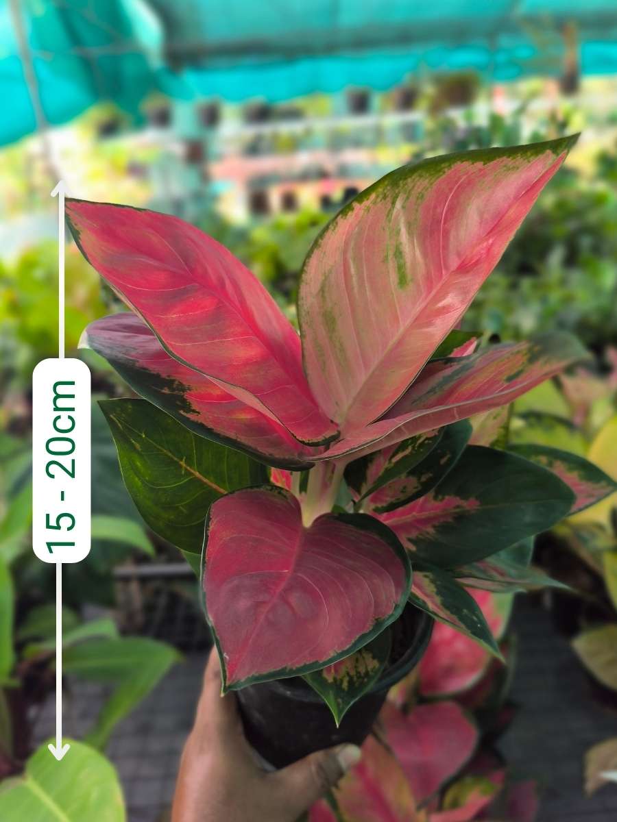 Aglaonema Thailand Red Medium Size Rooted Plant with Multiple shoots Without Pot - Image 3