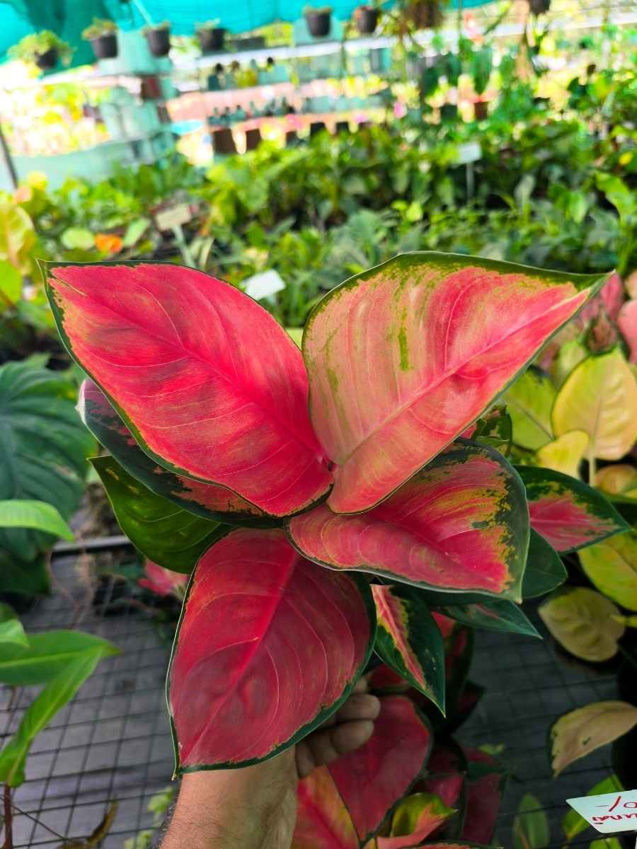 Aglaonema Thailand Red Medium Size Rooted Plant with Multiple shoots Without Pot - Image 5