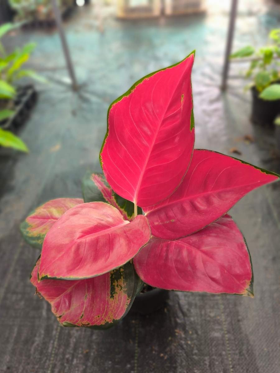 Aglaonema Thailand Super Red Big size Rooted Plant Without Pot - Image 3
