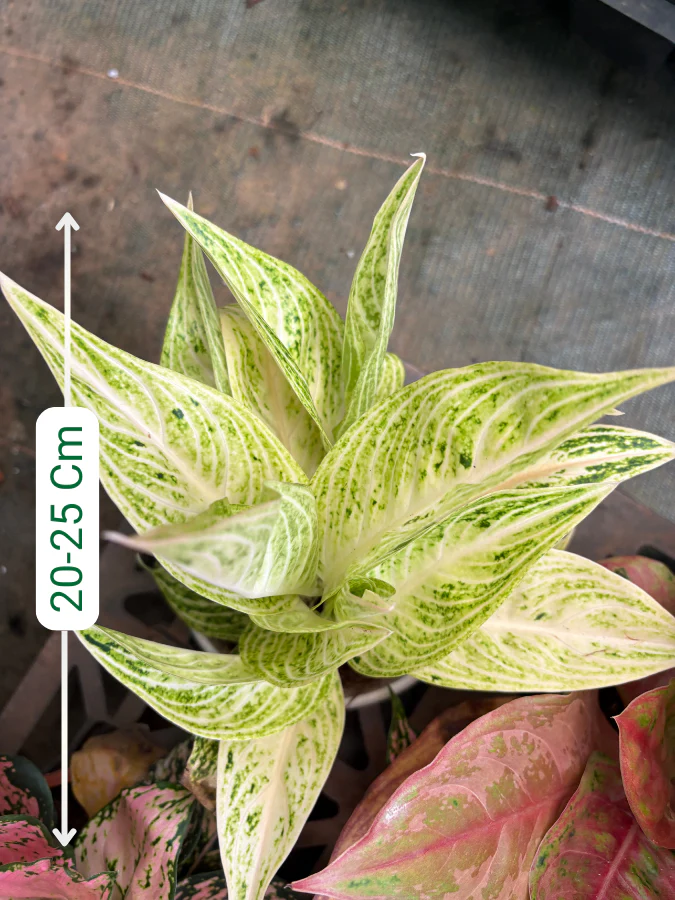 Aglaonema White Legacy Plant With Pot - Image 2