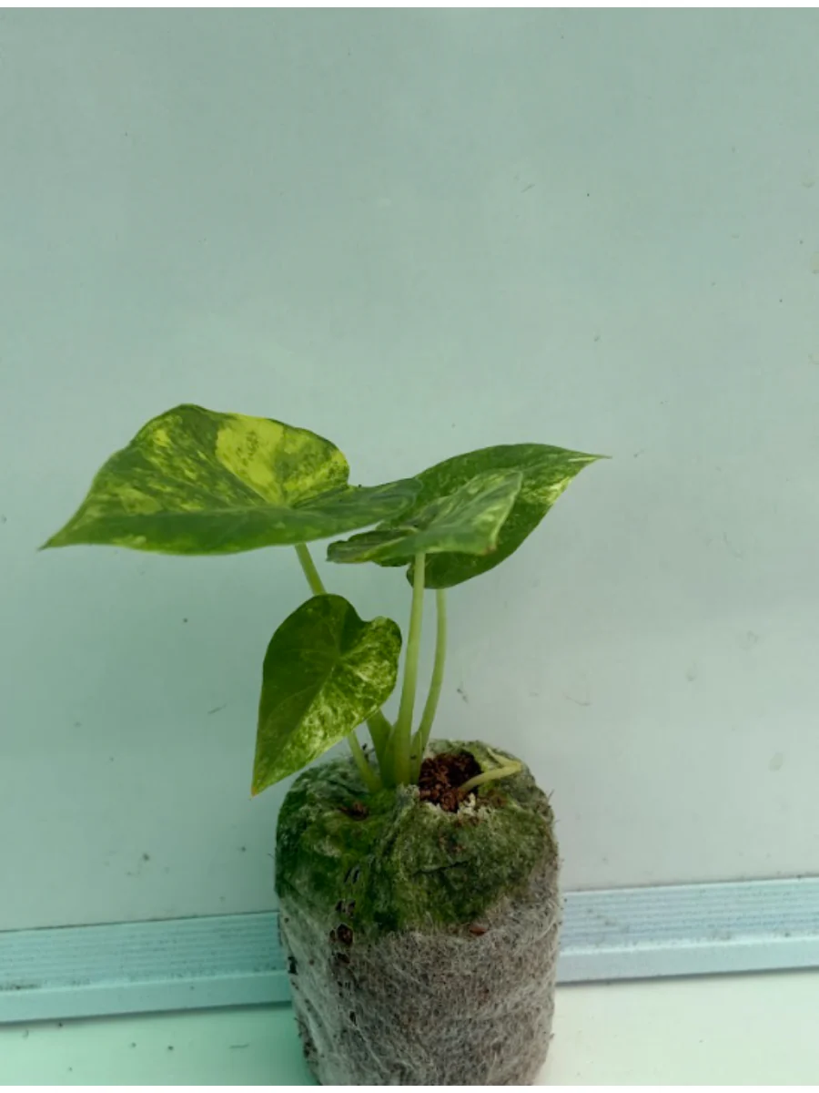 Alocasia Aureo Variegated (Well rooted Plant) - Image 3