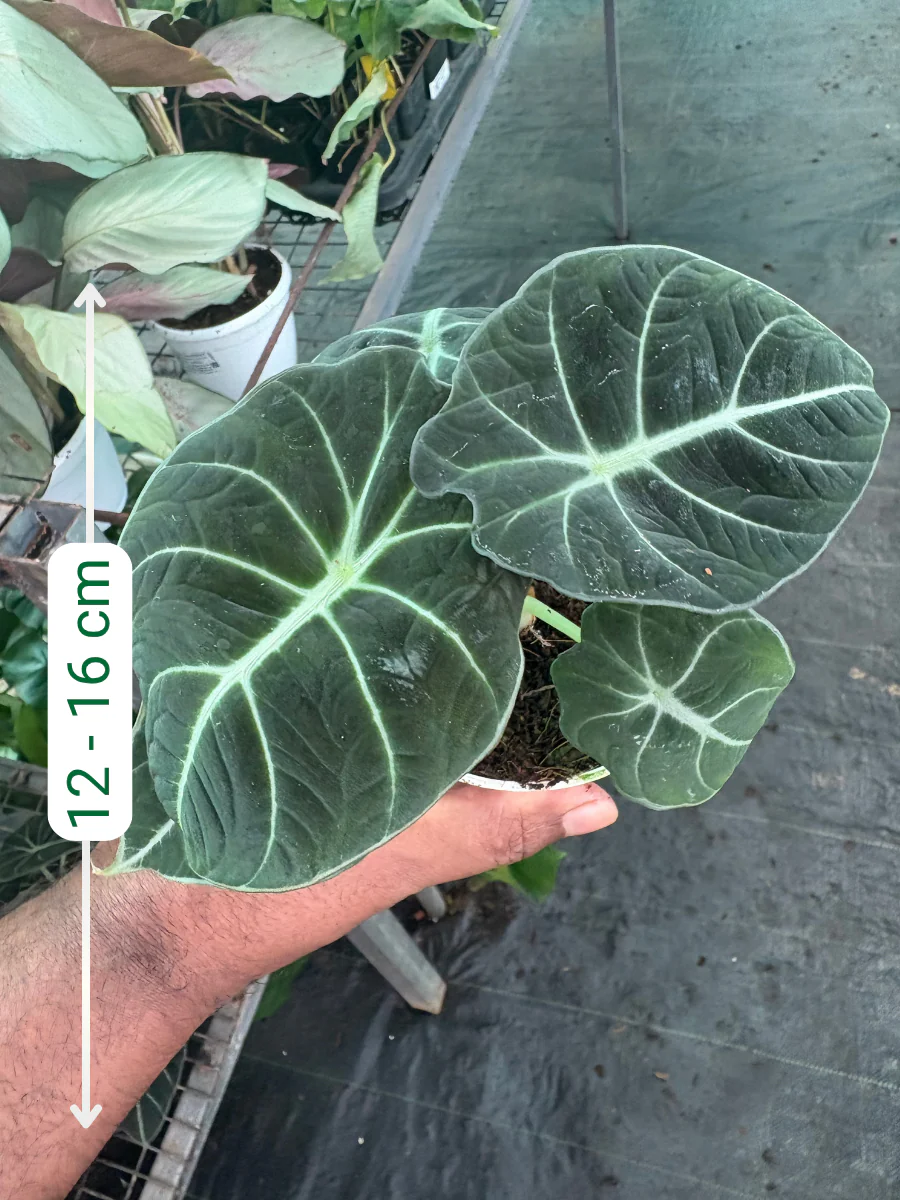 Alocasia Black Velvet (Well rooted Plant in 3 inch Pot ) - Image 2