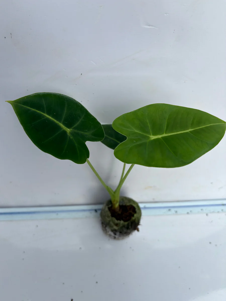 Alocasia Frydek (Plant with bulb in Jiffy bag)