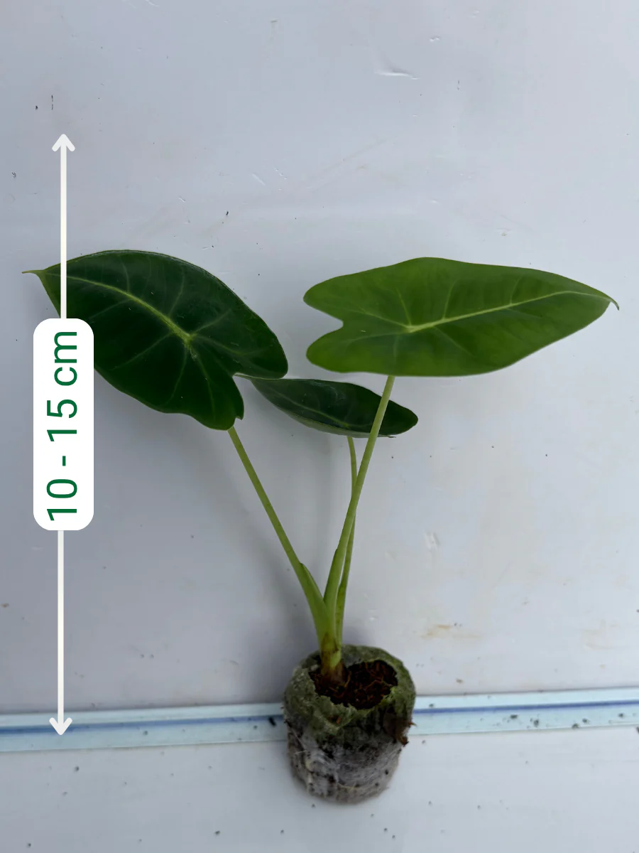 Alocasia Frydek (Plant with bulb in Jiffy bag) - Image 2