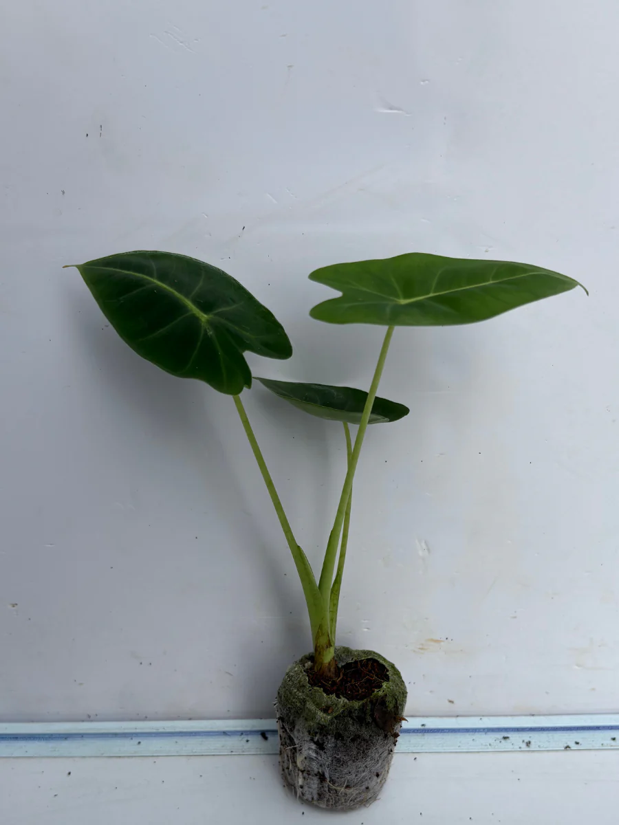 Alocasia Frydek (Plant with bulb in Jiffy bag) - Image 3