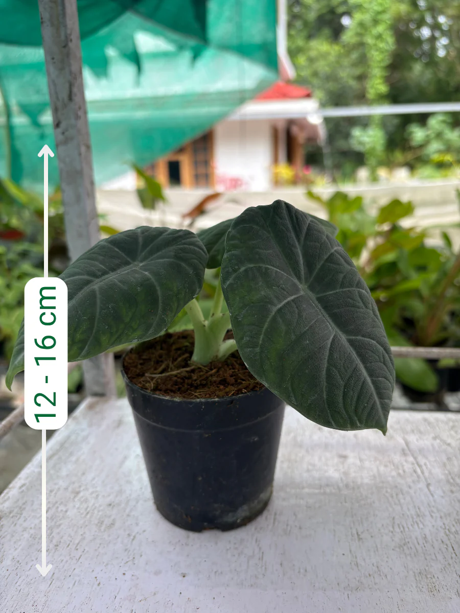 Alocasia Maharani (Well rooted Plant in 3 inch Pot) - Image 2