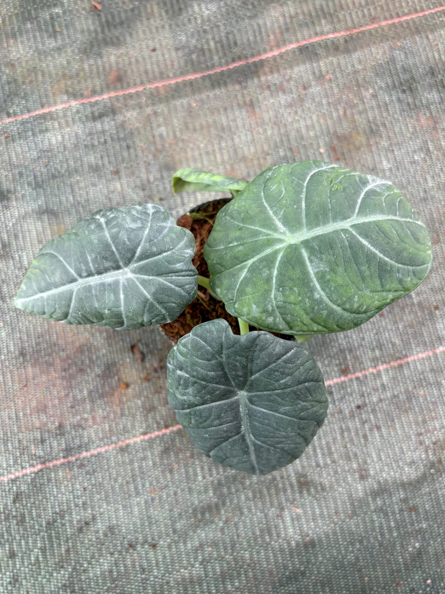 Alocasia Maharani (Well rooted Plant in 3 inch Pot) - Image 3
