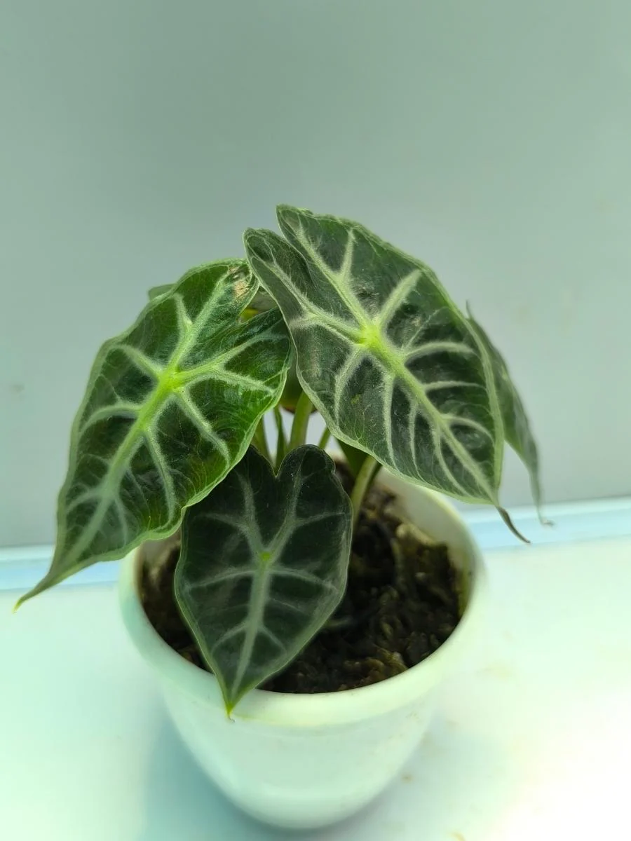 Alocasia Parasol (Tissue Culture Plant in Jiffy bag) - Image 3