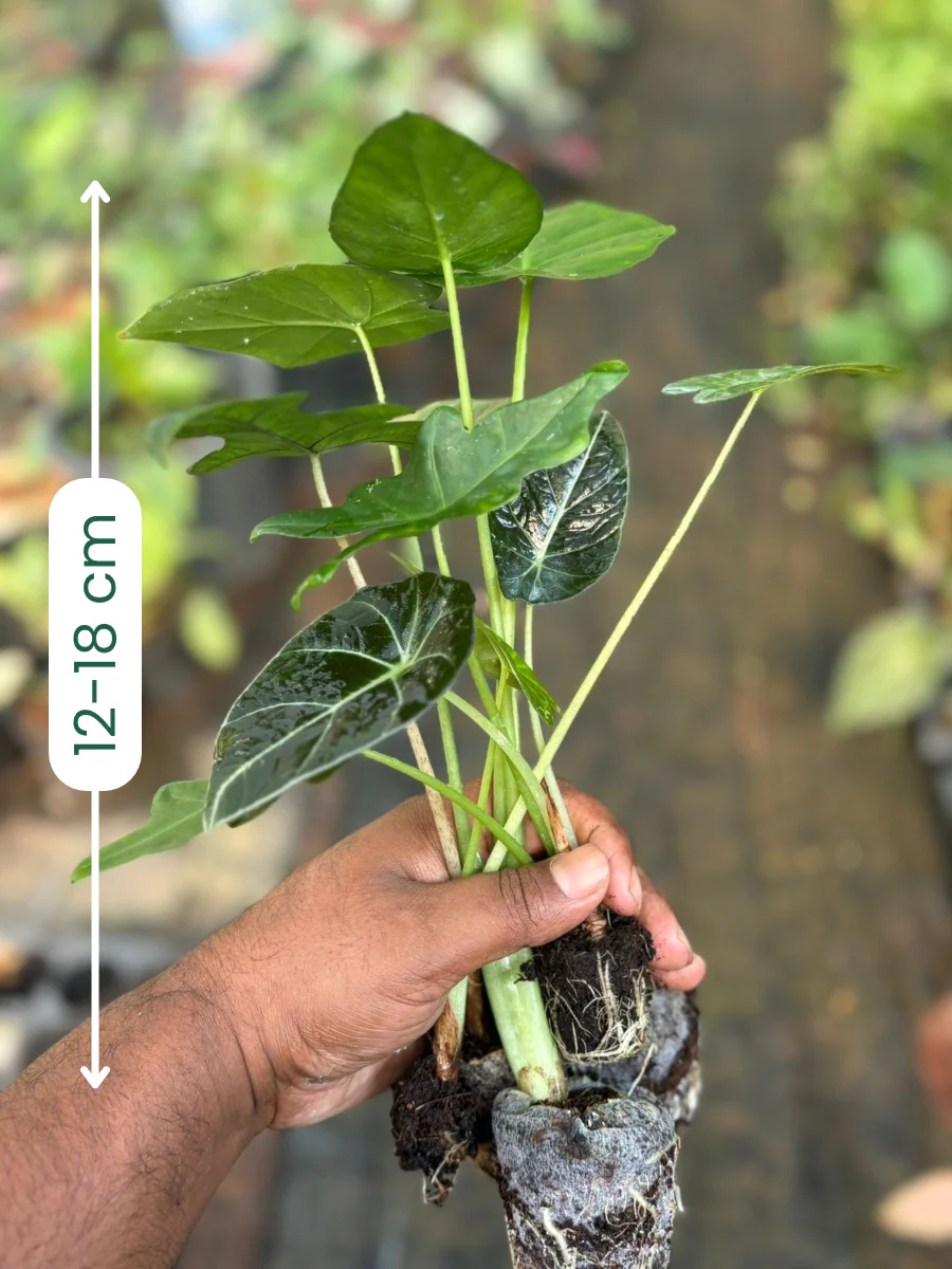 Alocasia Plants Super Combo 745- Porte , Jaklin,Wentii, Macrorrhiza And Black Velvet - Image 2
