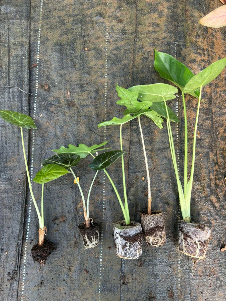 Alocasia Plants Super Combo 745- Porte , Jaklin,Wentii, Macrorrhiza And Black Velvet - Image 3