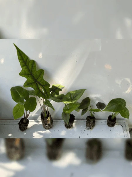 Alocasia Plants Super Combo 888-Jacklyn ,Pink Dragon, Scalprum, Reversa, Longiloba( Rooted Plants In Paper Bags)