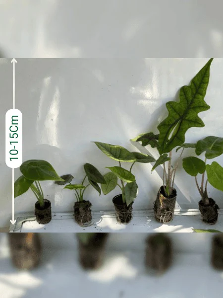 Alocasia Plants Super Combo 888-Jacklyn ,Pink Dragon, Scalprum, Reversa, Longiloba( Rooted Plants In Paper Bags) - Image 2
