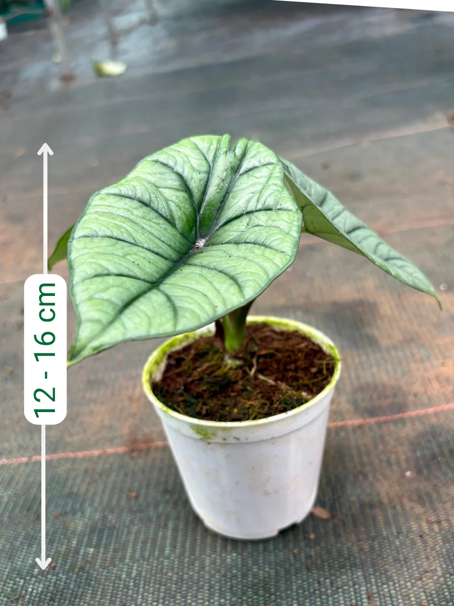 Alocasia Platinum (Well rooted Plant in 3 inch Pot) - Image 2