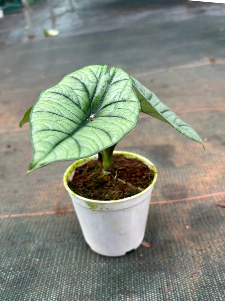 Alocasia Platinum (Well rooted Plant in 3 inch Pot) - Image 3